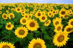 向日葵怎么養(yǎng)，保證光照及時施肥