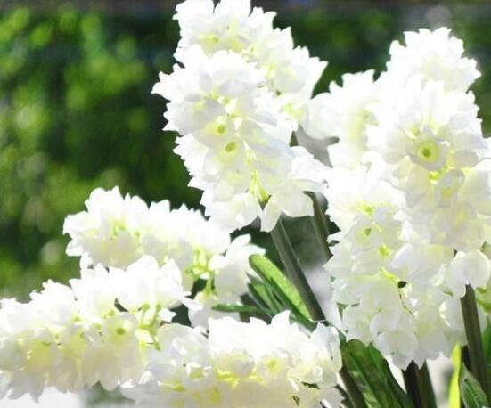 風(fēng)信子花語(yǔ)是什么，代表著只要點(diǎn)燃生命之火，便可同享豐盛人生"