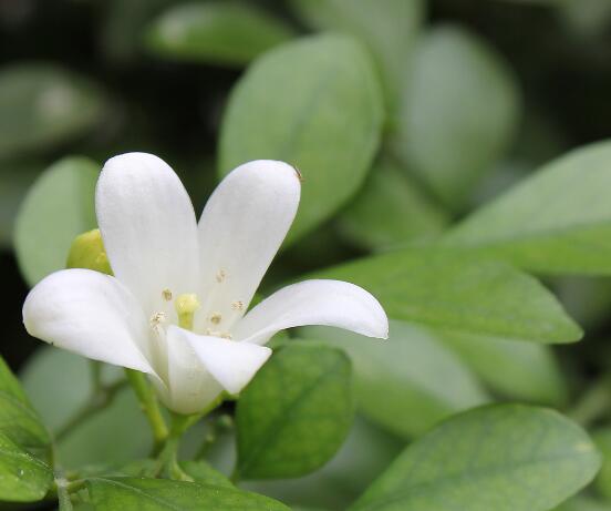 盆栽九里香的養(yǎng)殖方法，老農(nóng)教你七個(gè)最實(shí)用基本方法"