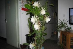 曇花什么時候開花，每年的6-10月開花（花期十分短暫）"