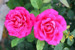 月季花花期是什么時候，月季花什么時候開花"