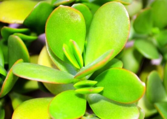 燕子掌葉子變軟怎么辦，教你最常見兩種解決辦法(光照與施肥)"