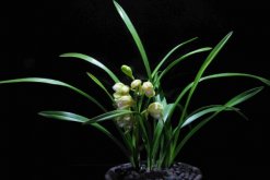 蘭花花苞發(fā)黑脫落怎么辦，多是施肥量大、澆水過多"