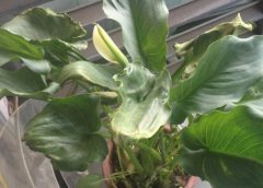 馬蹄蓮葉子發(fā)黃怎么辦，五個步驟讓它重新恢復(fù)生機"