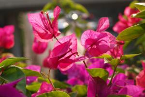 三角梅為什么不開花，光照不足溫度不適"