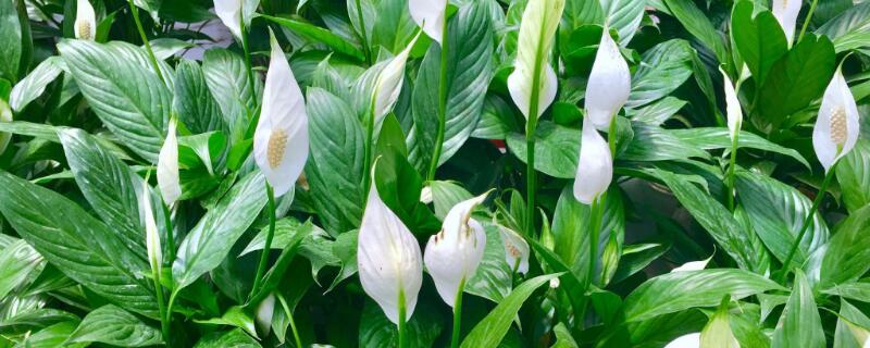 白掌適合在室內(nèi)養(yǎng)嗎"