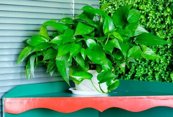 綠蘿作用有哪些，美化環(huán)境、凈化空氣、招財(cái)生旺"