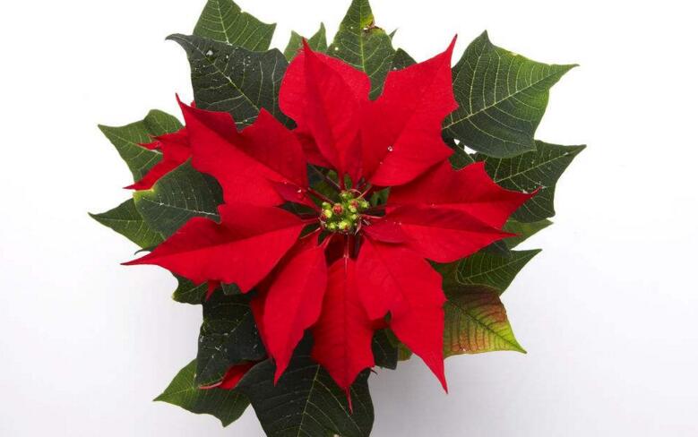 一品紅的寓意，象征冬日中的暖陽"