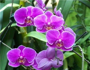 怎樣讓蝴蝶蘭開花持久"