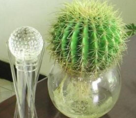 水培仙人球怎么養(yǎng)，教你六個最好步驟快速生根(7天)"