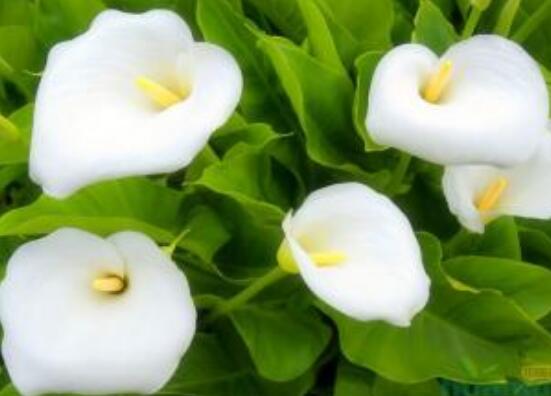 馬蹄蓮的繁殖方法圖解，詳解三種存活率最高常用方法"