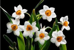 水仙冬天能開花嗎，夏眠秋長，冬春開花"