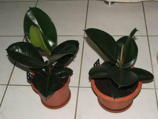 橡皮樹掉葉子還會長嗎，只要不死就會繼續(xù)生長(做好養(yǎng)護(hù)管理)"