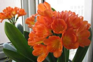 君子蘭什么時(shí)候開(kāi)花，君子蘭開(kāi)花有什么兆頭"