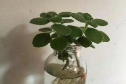 碰碰香可以水培嗎，可以水培并且日常管理更加簡單"