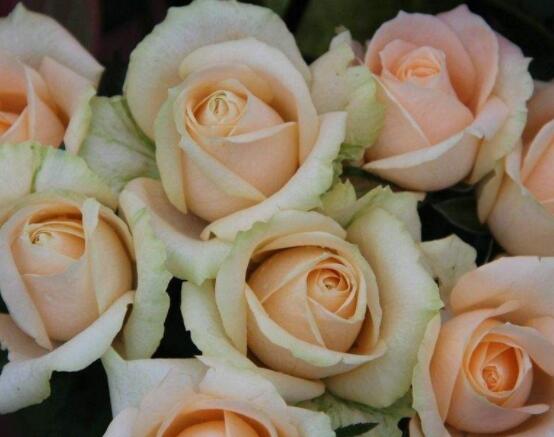 玫瑰花種類有哪些，欣賞最好看的五大品種(寓意深刻)"