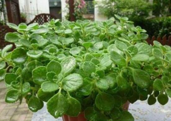 碰碰香的養(yǎng)殖方法，土壤陽光澆水施肥修剪病蟲害缺一不可"