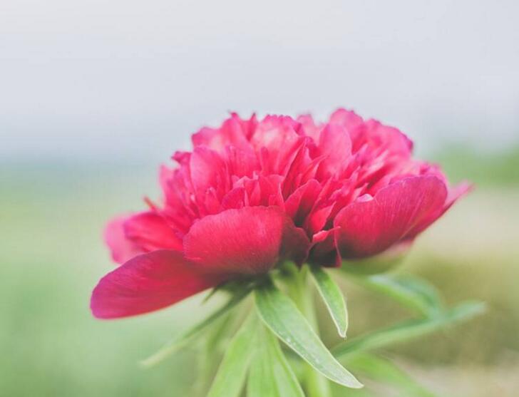 牡丹花語大全，各種顏色牡丹花語大全介紹"