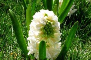 風(fēng)信子葉子發(fā)黃怎么辦，教你五種緊急處理方法"