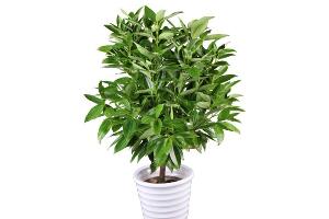 平安樹(shù)夏天怎么澆水，平安樹(shù)夏天多久澆一次水"