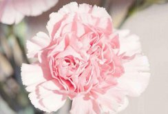 康乃馨應該送給什么人，不同的顏色代表著不同的含義"