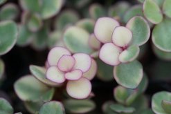 雅樂之舞如何保持粉色，保證光照并及時補肥"