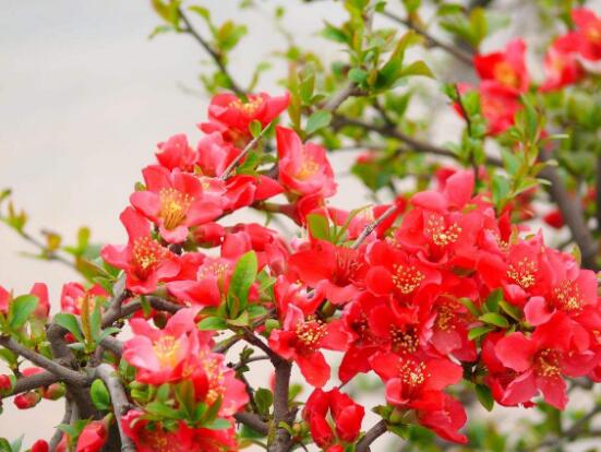 海棠花怎么施肥，海棠花施復(fù)合肥最好"