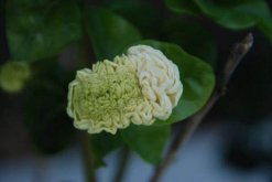 虎頭茉莉怎么澆水，掌握三大澆水要點(diǎn)"