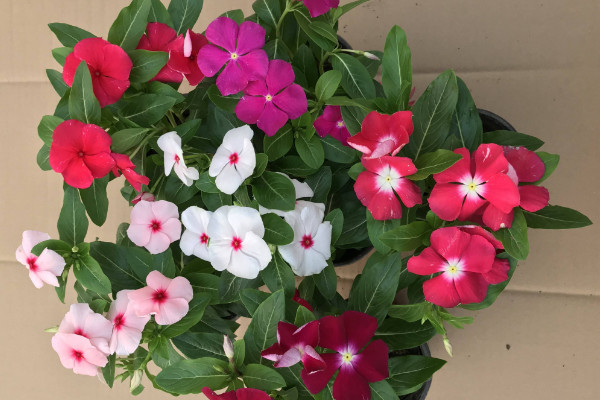 四季梅葉子小又密怎么回事，光照不足葉片徒長"