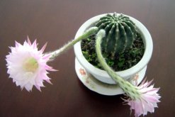 仙人球開(kāi)花季節(jié)，每年的春夏季綻放（花期十天左右）"