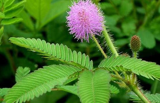 含羞草可以水培嗎，含羞草水培方法"