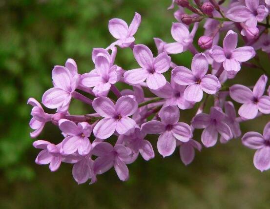 洋繡球花有毒嗎，誤食導致昏迷、抽搐現(xiàn)象"