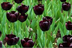 黑色郁金香花語(yǔ)，神秘、高貴的象征"