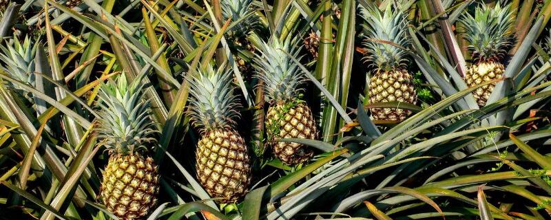 香水菠蘿產(chǎn)地"