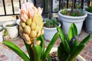 風(fēng)信子怎么修剪，風(fēng)信子修剪方法過(guò)程"