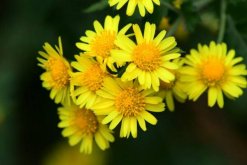 菊花的種植技術(shù)，種后的養(yǎng)護(hù)才是關(guān)鍵"