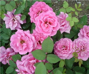 月季花為什么只長(zhǎng)枝條而不開花"