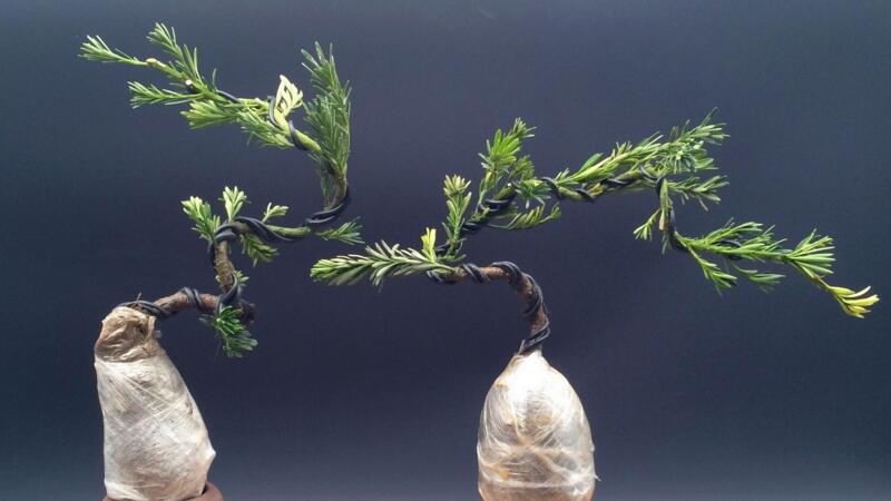 羅漢松的養(yǎng)殖方法