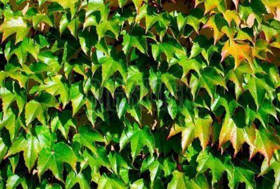 常春藤的水培方法，四個步驟讓你的常春藤郁郁蔥蔥"