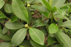 平安樹(shù)掉葉子怎么辦，5種原因以及處理方法"