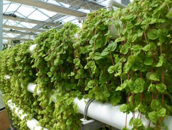 好看的常春藤盆景圖片欣賞，綠化環(huán)境、春天長駐"