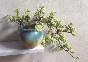 雅樂之舞花怎么養(yǎng)，4種養(yǎng)殖技巧保生長"