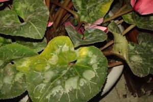 仙客來葉子黃怎么修剪，仙客來從哪修剪最好"