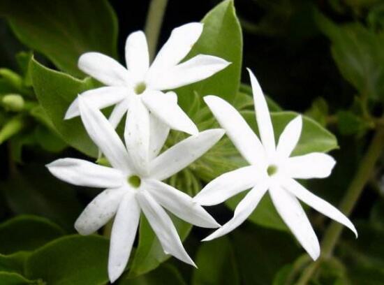 毛茉莉和茉莉花的區(qū)別，教你三種區(qū)別方法(習(xí)性/葉子/花序)"