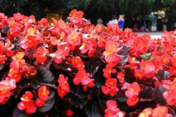 四季海棠怎么修剪，春秋季節(jié)修剪對植株影響最小"