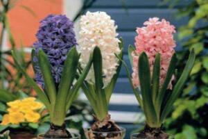 風(fēng)信子的花期有多長(zhǎng)，風(fēng)信子不開花怎么辦"