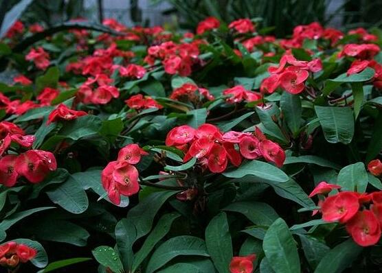虎刺梅對人身體有害嗎，只需要注意避免接觸即可"