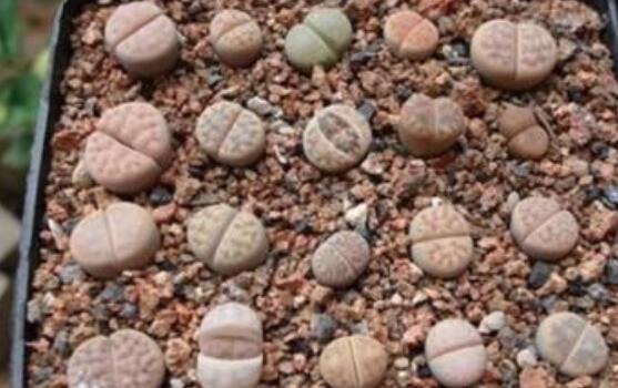 生石花怎么種植，做好六個步驟盆盆爆滿"