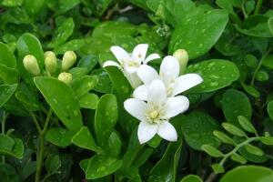 九里香葉子為什么發(fā)黃，九里香葉子發(fā)黃怎么辦"