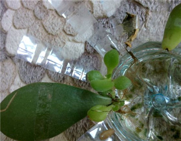 水插繁殖玉樹的方法"